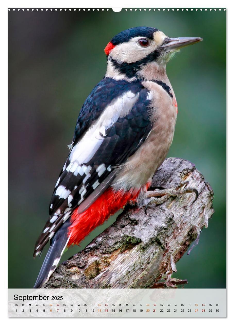 Bild: 9783435930470 | Vögel - gefiederte Freunde in unserer Natur (Wandkalender 2025 DIN...