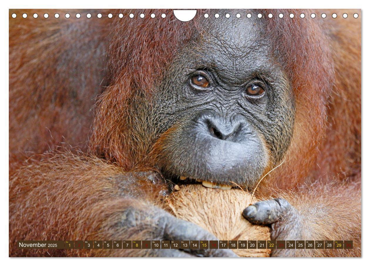 Bild: 9783435361915 | Waldmenschen - Orang Utans auf Borneo (Wandkalender 2025 DIN A4...