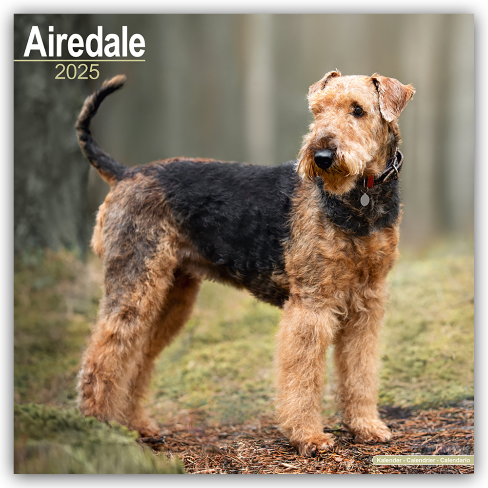 Cover: 9781804603024 | Airedale Terrier 2025 - 16-Monatskalender | Avonside Publishing | 2025