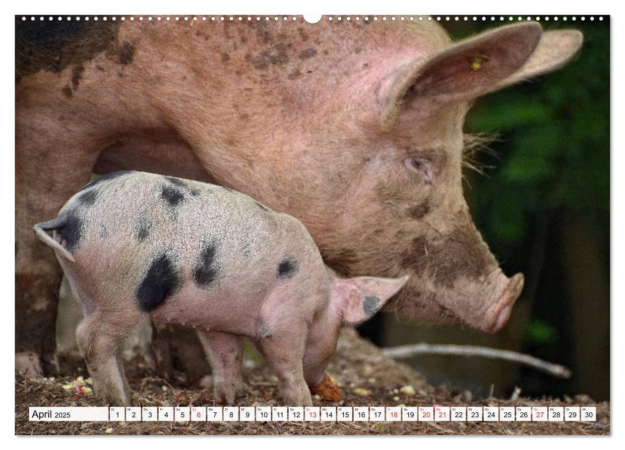 Bild: 9783435601400 | Von Säuen die Schwein haben! (Wandkalender 2025 DIN A2 quer),...