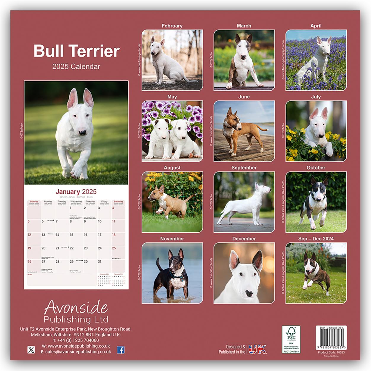 Rückseite: 9781804603239 | Bull Terrier - Bull Terrier 2025 - 16-Monatskalender | Ltd | Kalender