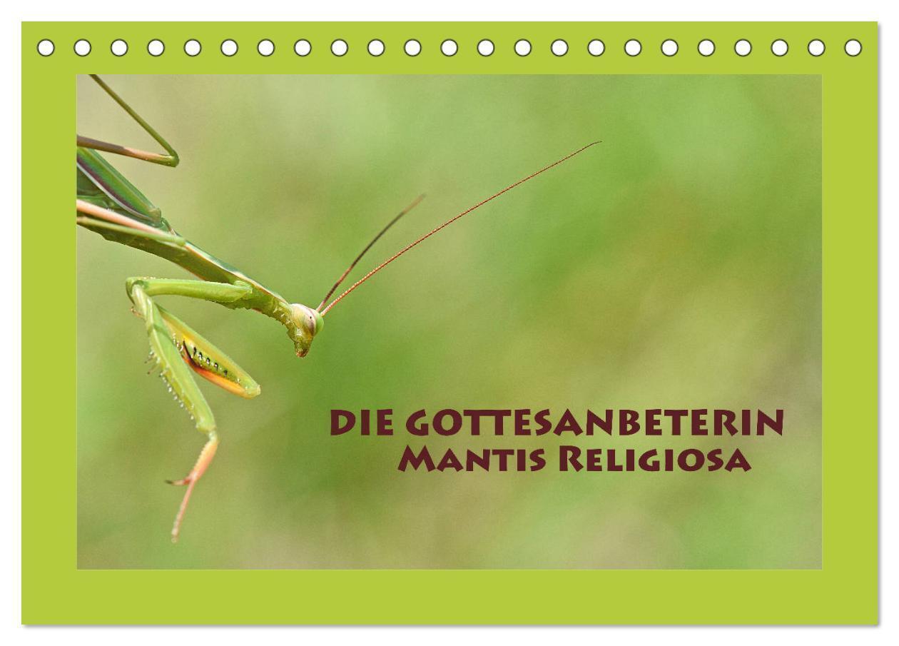 Cover: 9783435149483 | Die Gottesanbeterin Mantis Religiosa (Tischkalender 2025 DIN A5...