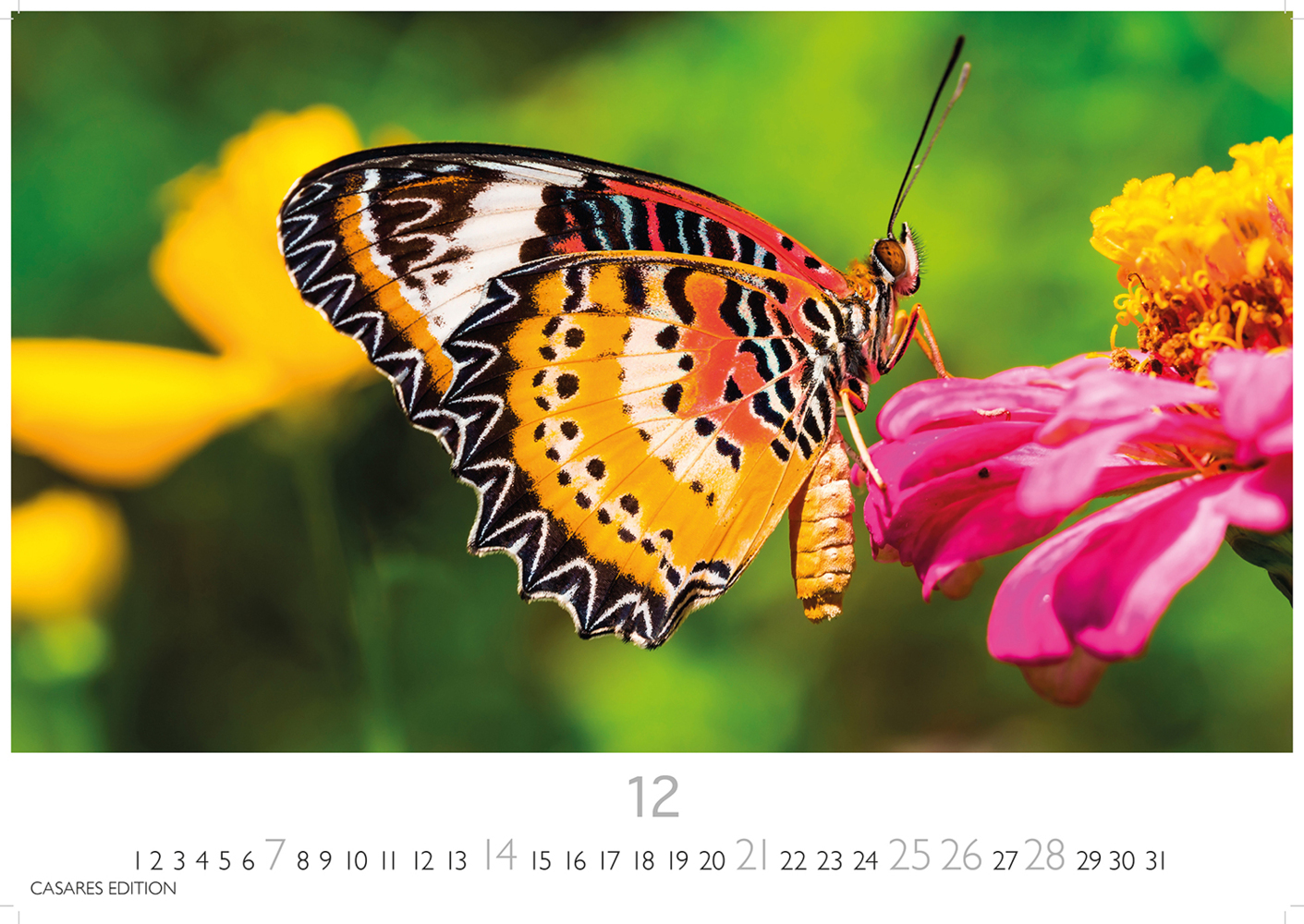 Bild: 9781835241295 | Schmetterlinge 2025 S 24x35cm | Kalender | 14 S. | Deutsch | 2025