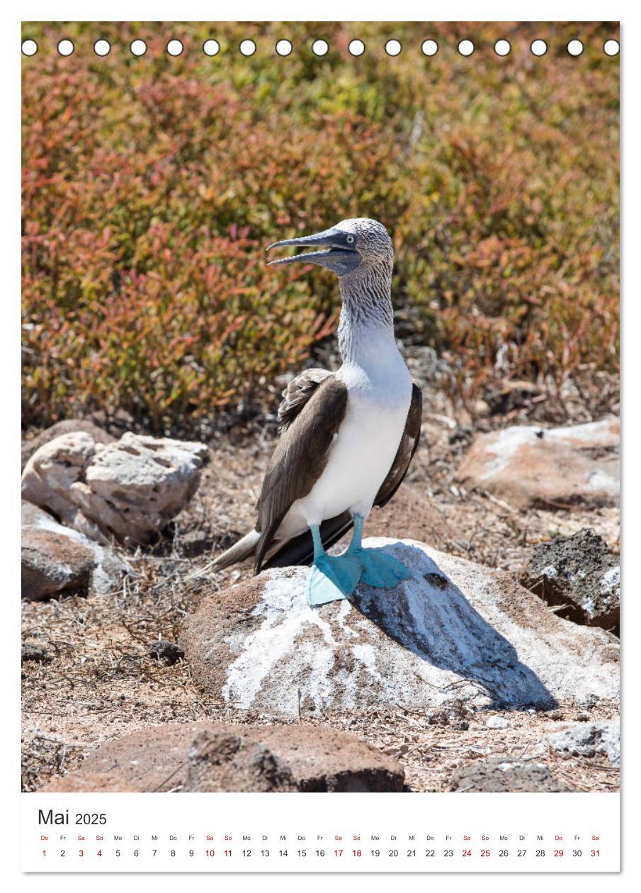 Bild: 9783435977918 | Galapagos - Atemberaubende Tierwelt (Tischkalender 2025 DIN A5...