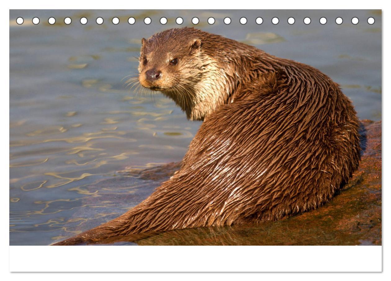 Bild: 9783435372102 | Otter - Jäger an Flüssen und Seen (Tischkalender 2025 DIN A5 quer),...