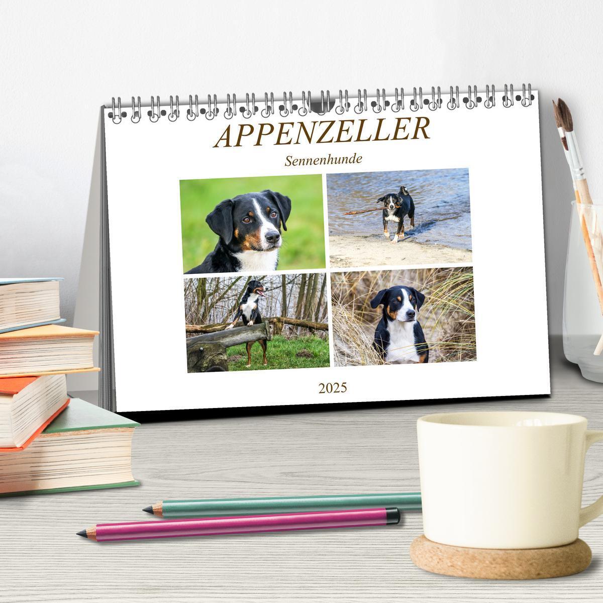 Bild: 9783435331550 | Appenzeller Sennenhunde (Tischkalender 2025 DIN A5 quer), CALVENDO...