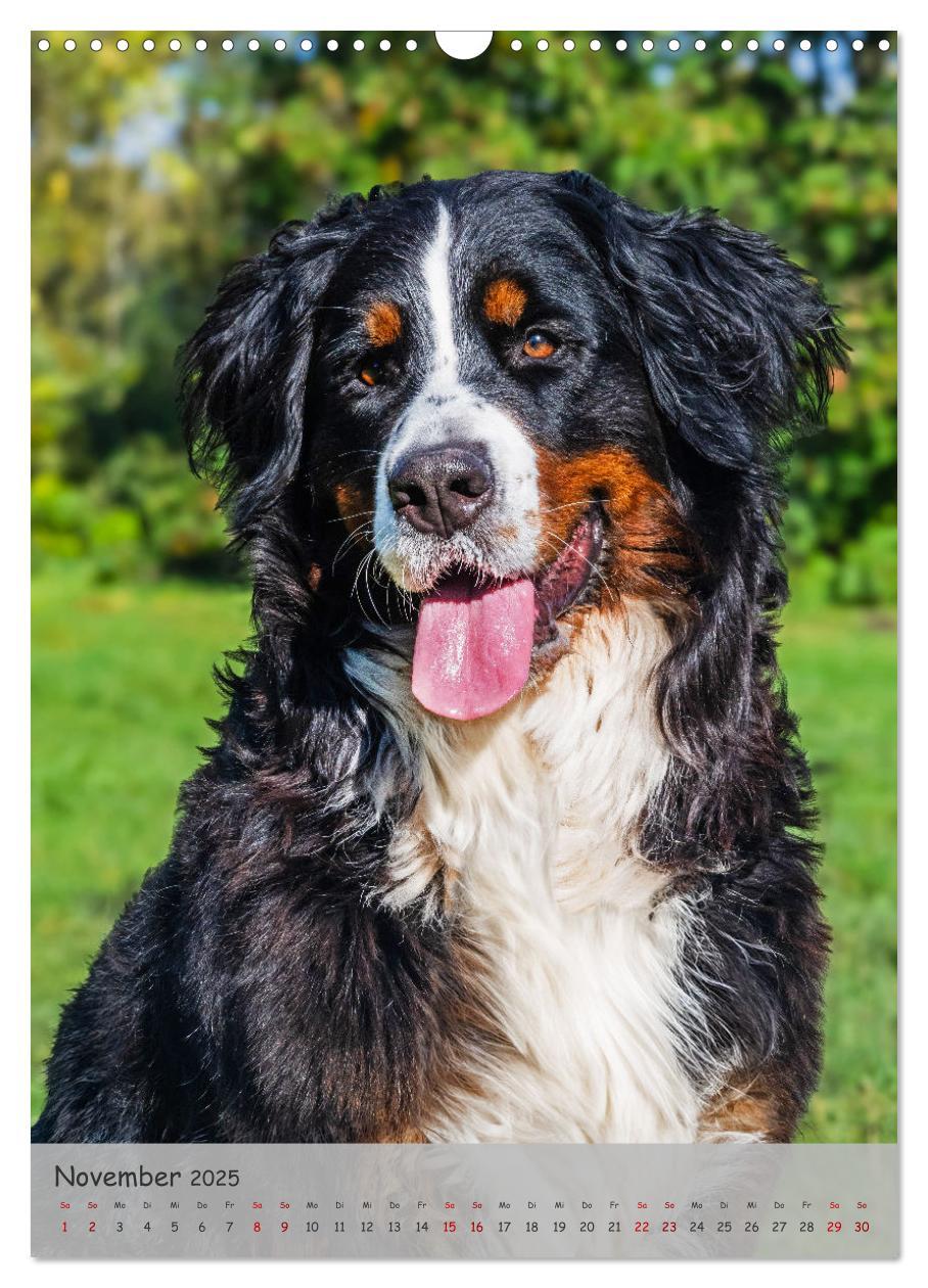 Bild: 9783457159194 | Berner Sennenhund - Ein Hund für alle Fälle (Wandkalender 2025 DIN...