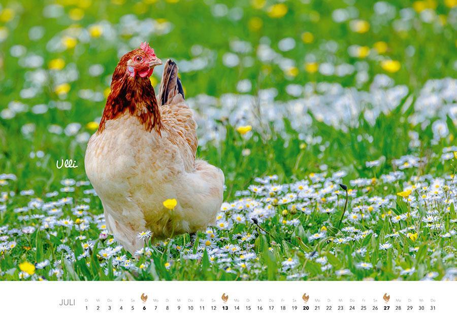 Bild: 9783966648202 | Hühner Kalender 2025 | Der Tierkalender mit den charmanten Namen