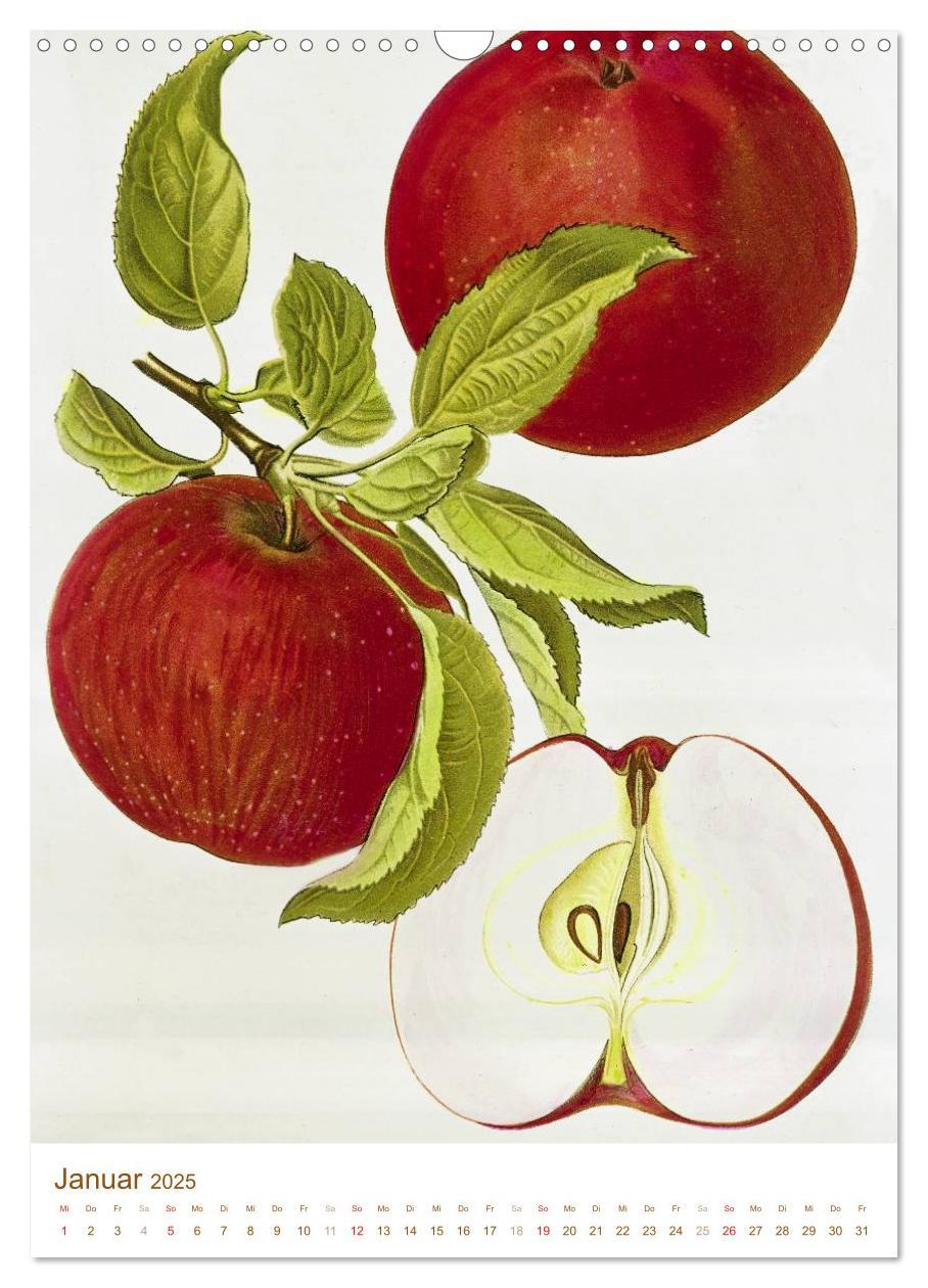 Bild: 9783457046357 | Obstbäume: Botanische Zeichnungen und historische Stiche...