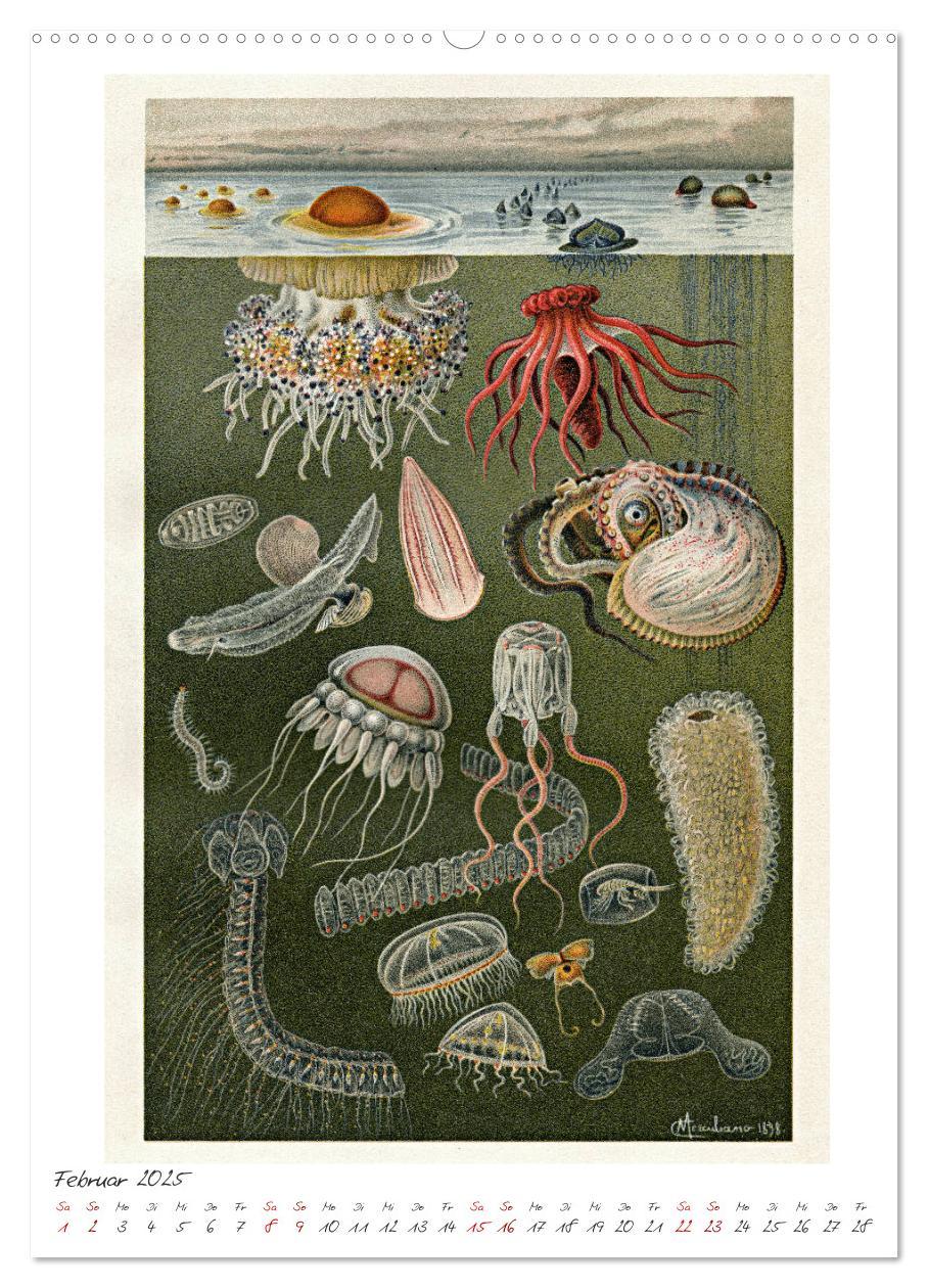 Bild: 9783435978236 | Formenspiele der Evolution. Chromolithographien des 19....