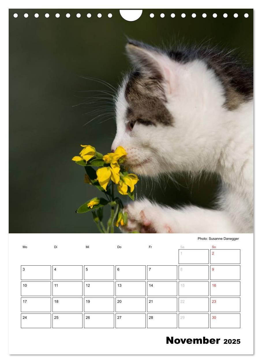 Bild: 9783457086711 | Katzenkinder - Impressionen (Wandkalender 2025 DIN A4 hoch),...