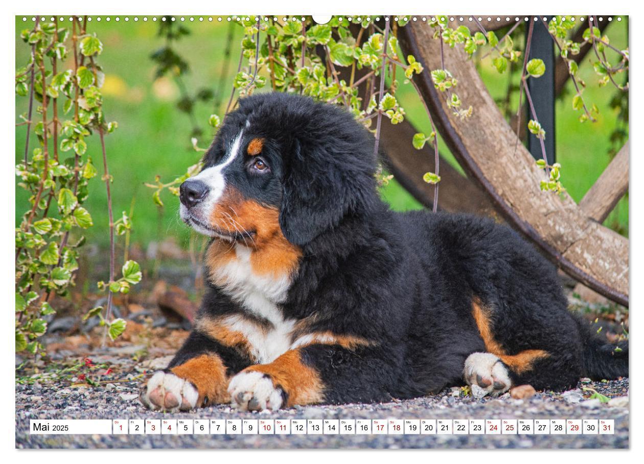 Bild: 9783383924613 | Berner Sennenhund - Eine Liebe für´s Leben (Wandkalender 2025 DIN...