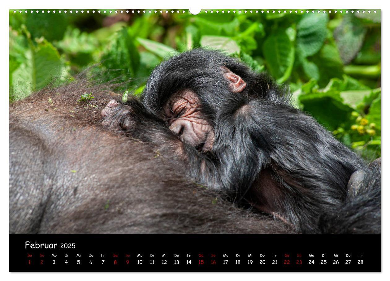 Bild: 9783435119080 | Berggorillas: die bedrohten Riesen (Wandkalender 2025 DIN A2 quer),...