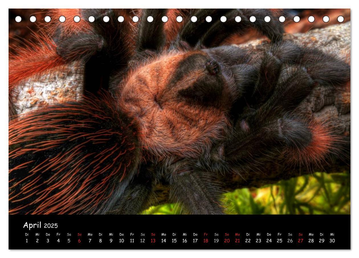 Bild: 9783435525720 | Mystische Vogelspinnen (Tischkalender 2025 DIN A5 quer), CALVENDO...