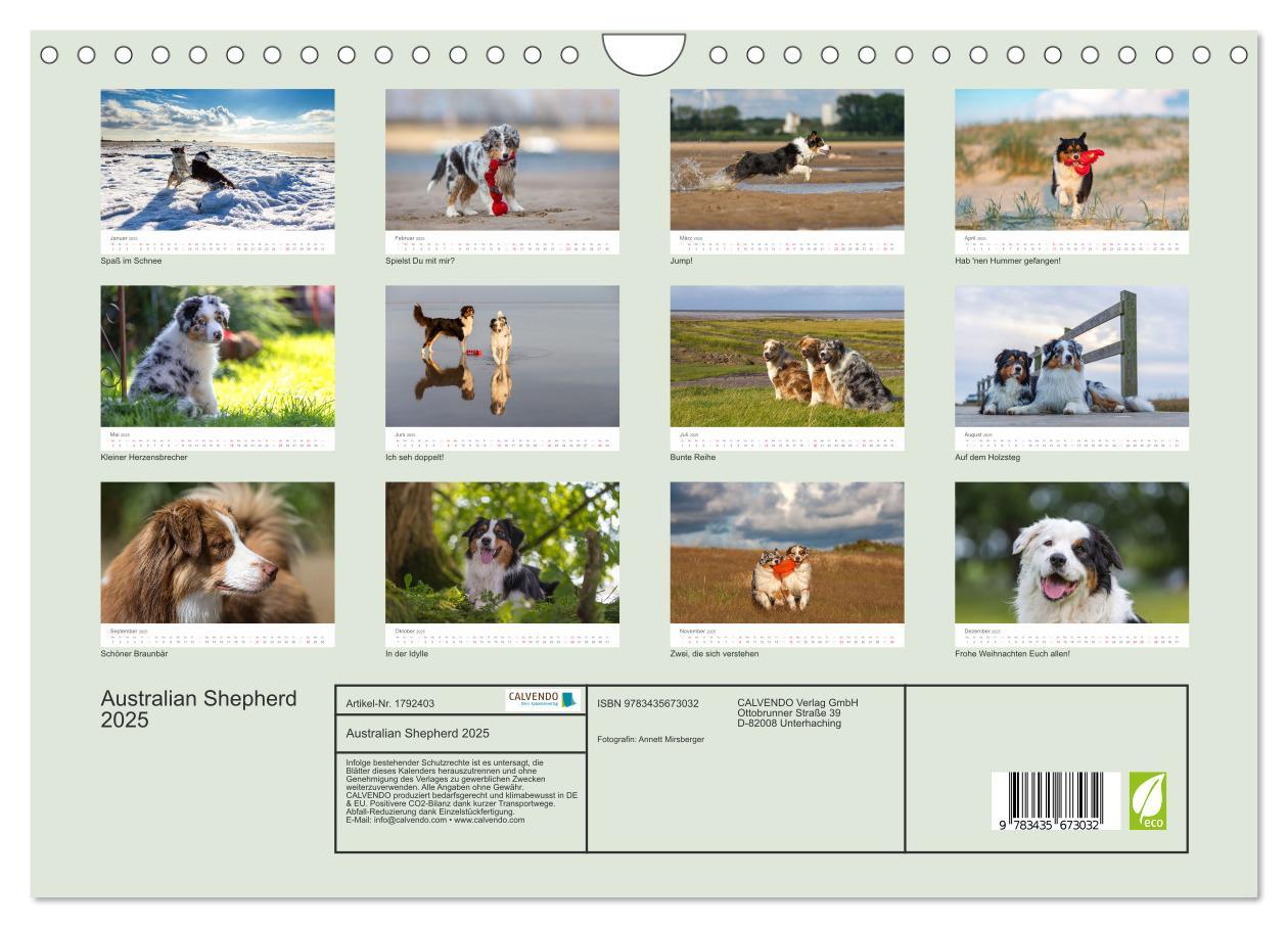 Bild: 9783435673032 | Australian Shepherd 2025 (Wandkalender 2025 DIN A4 quer), CALVENDO...