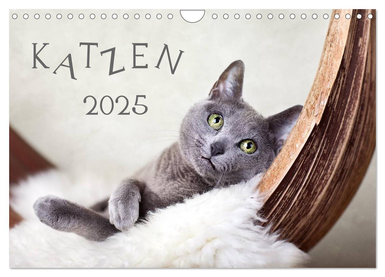 Cover: 9783435837663 | Katzen 2025 (Wandkalender 2025 DIN A4 quer), CALVENDO Monatskalender