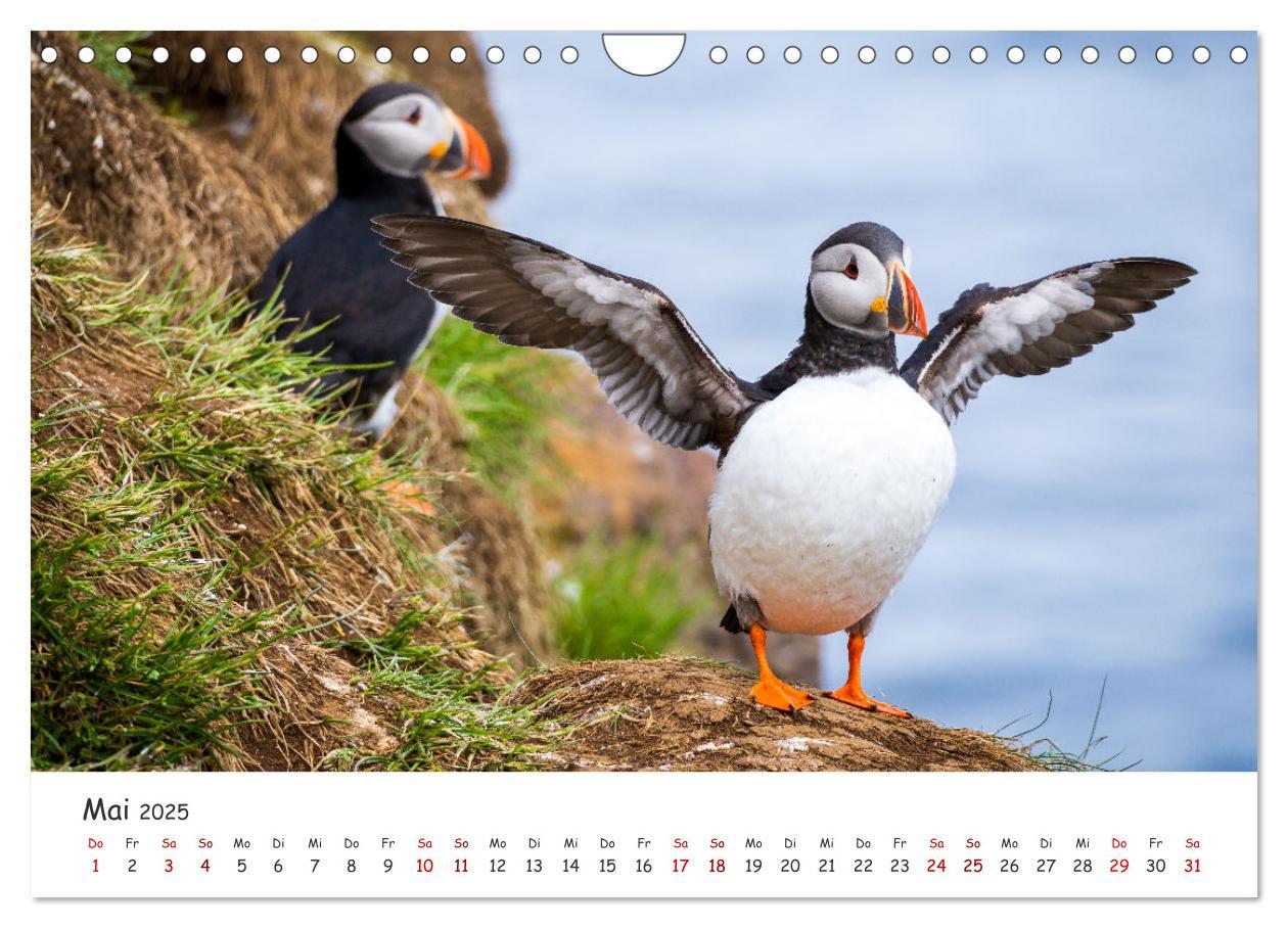 Bild: 9783383938412 | Die Welt der Papageientaucher - Islands Wildvögel (Wandkalender...