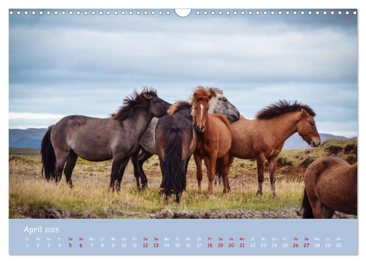 Bild: 9783435071814 | Das Islandpferd (Wandkalender 2025 DIN A3 quer), CALVENDO...