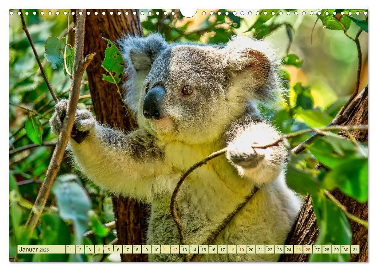 Bild: 9783435588329 | Koala - kleiner Teddy (Wandkalender 2025 DIN A3 quer), CALVENDO...