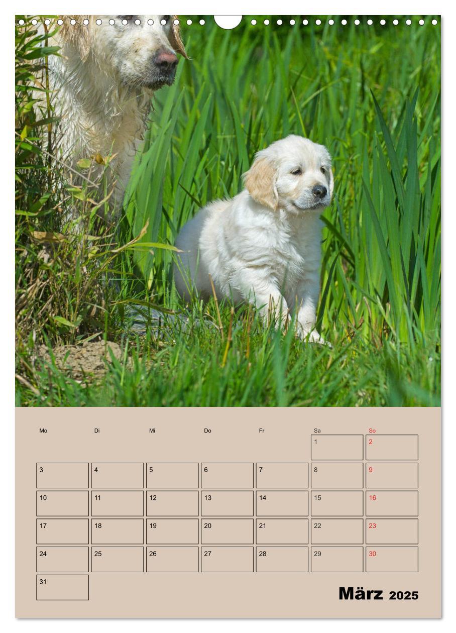 Bild: 9783435959266 | Jahresplaner Golden Retriever Welpen (Wandkalender 2025 DIN A3...