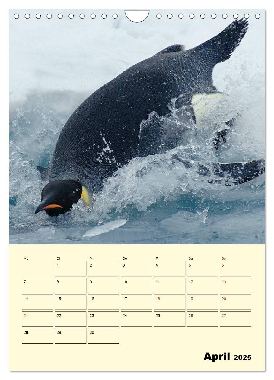 Bild: 9783457018637 | Pinguine. Wackeln im Thermo-Frack (Wandkalender 2025 DIN A4 hoch),...