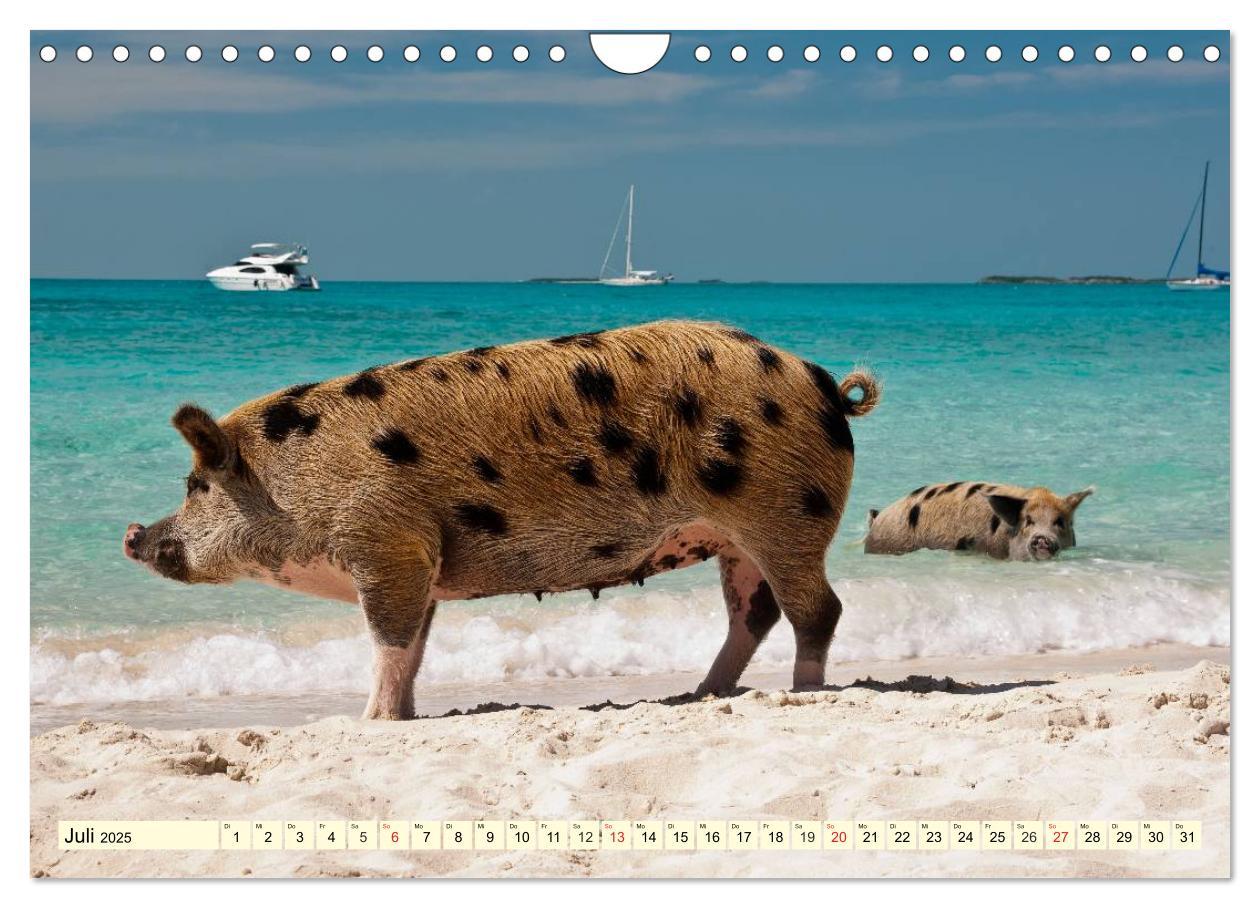 Bild: 9783435498253 | Schwimmende Schweine (Wandkalender 2025 DIN A4 quer), CALVENDO...