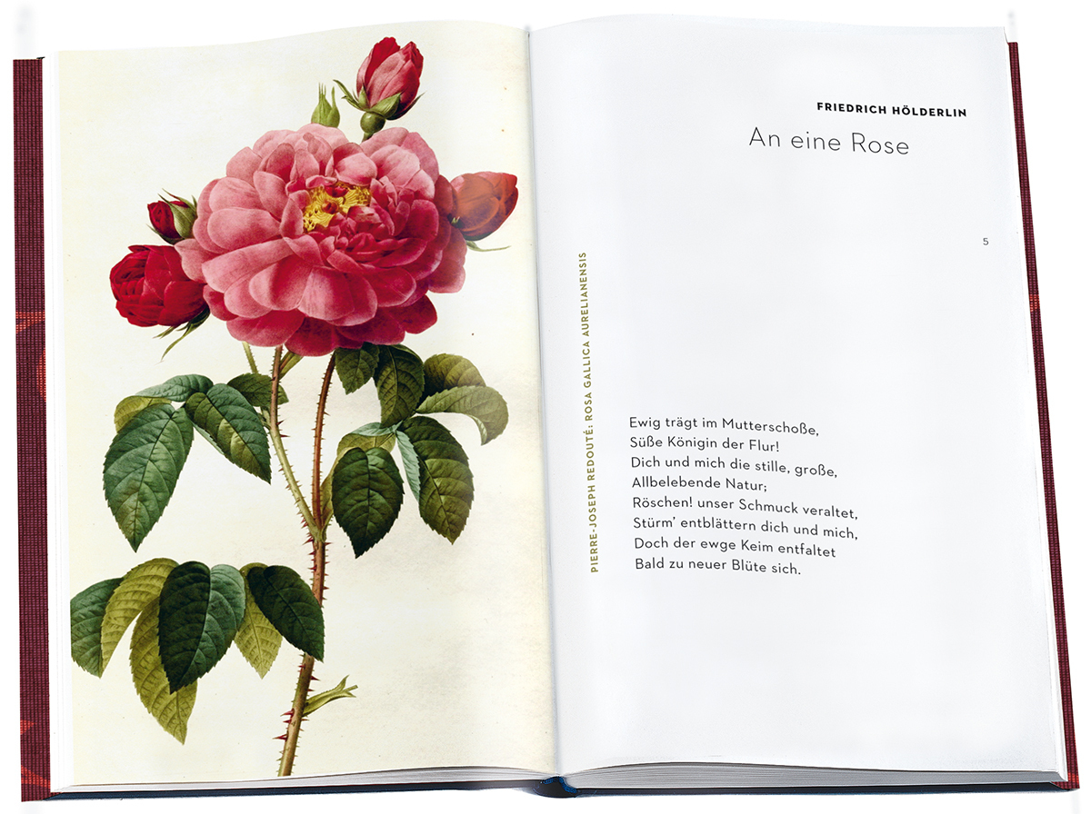 Bild: 9783150114063 | »Die Königin der Blumen« | Rosen in Bild und Gedicht | Eva Hoffmeier