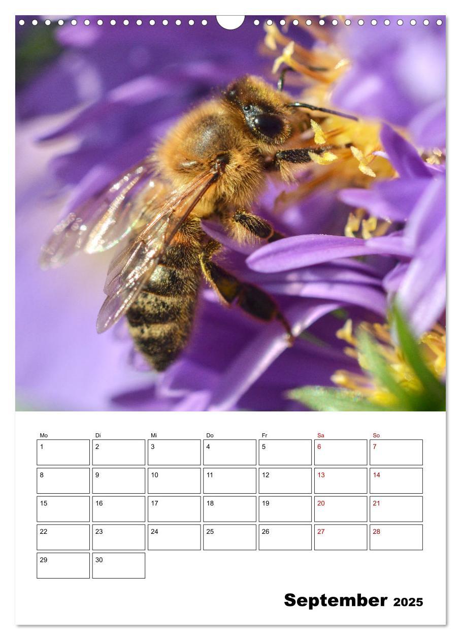 Bild: 9783435879168 | Hummeln und Bienen Terminplaner (Wandkalender 2025 DIN A3 hoch),...