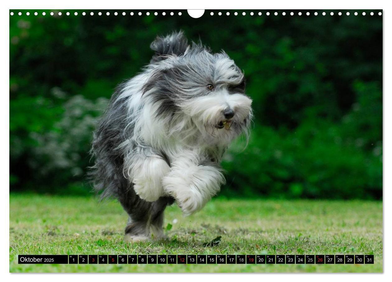 Bild: 9783435573509 | Liebenswerter Clown Bearded Collie (Wandkalender 2025 DIN A3 quer),...