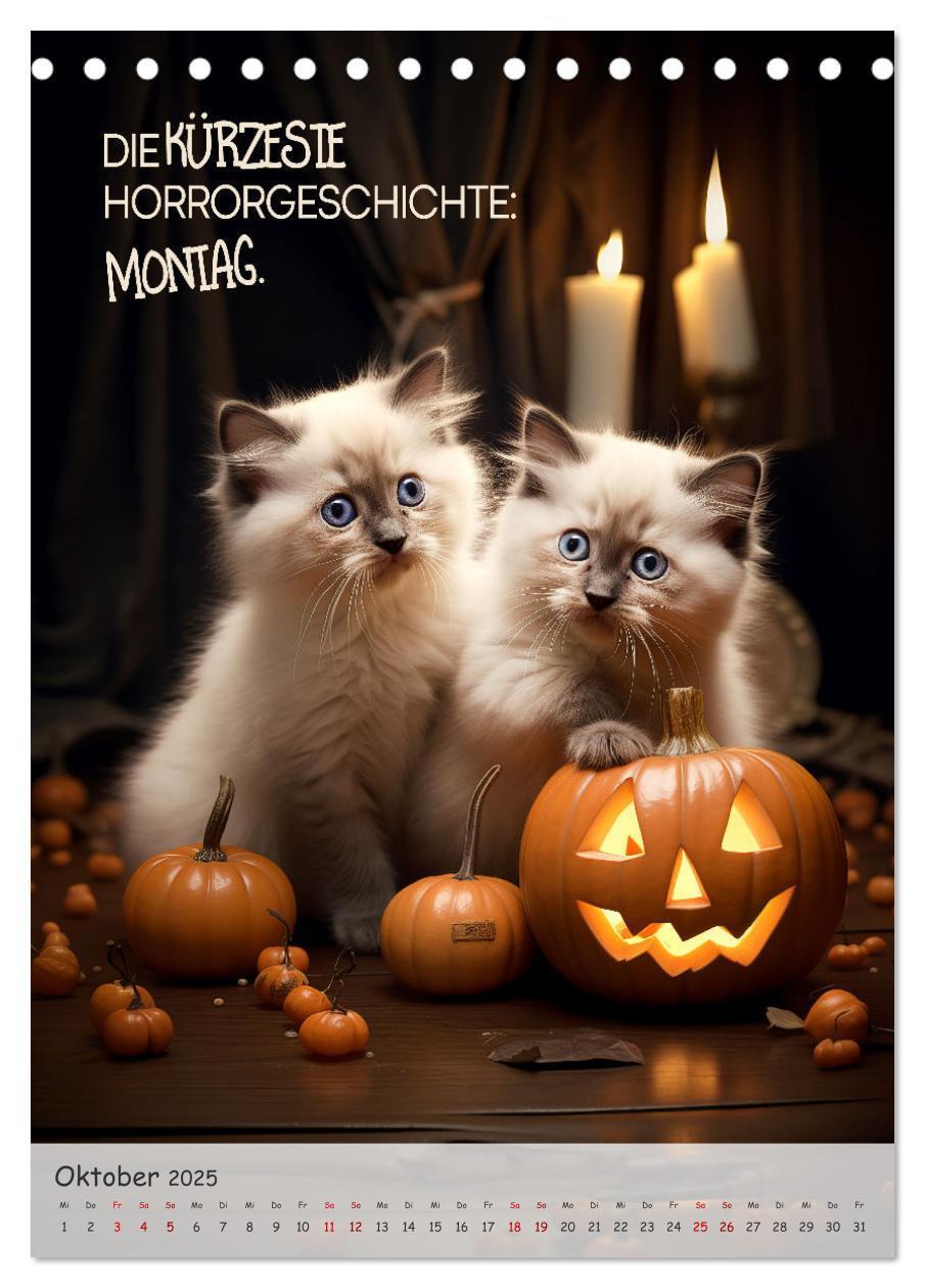 Bild: 9783383771507 | COOLE KATZEN Sprücheklopfer (Tischkalender 2025 DIN A5 hoch),...