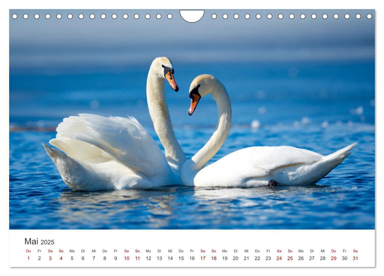 Bild: 9783383934667 | Schwäne - Prachtvolle Federkleider. (Wandkalender 2025 DIN A4...