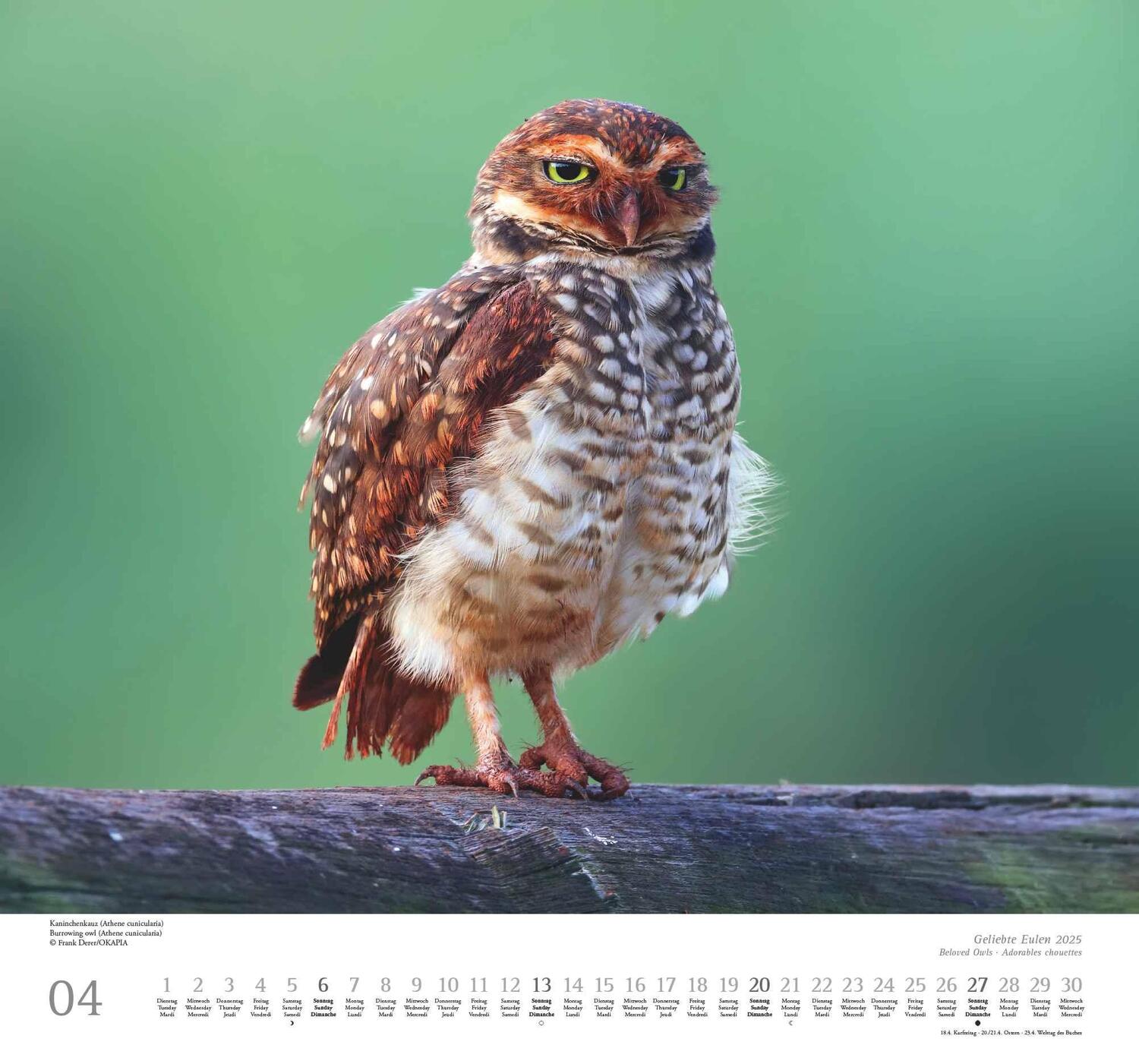 Bild: 4250809653358 | Geliebte Eulen 2025 - DUMONT Wandkalender - mit den wichtigsten...