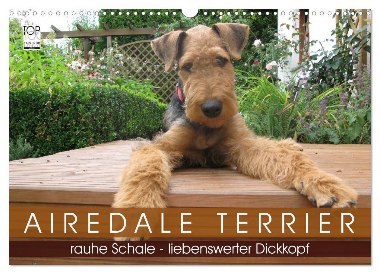 Cover: 9783435665488 | Airedale Terrier (Wandkalender 2025 DIN A3 quer), CALVENDO...