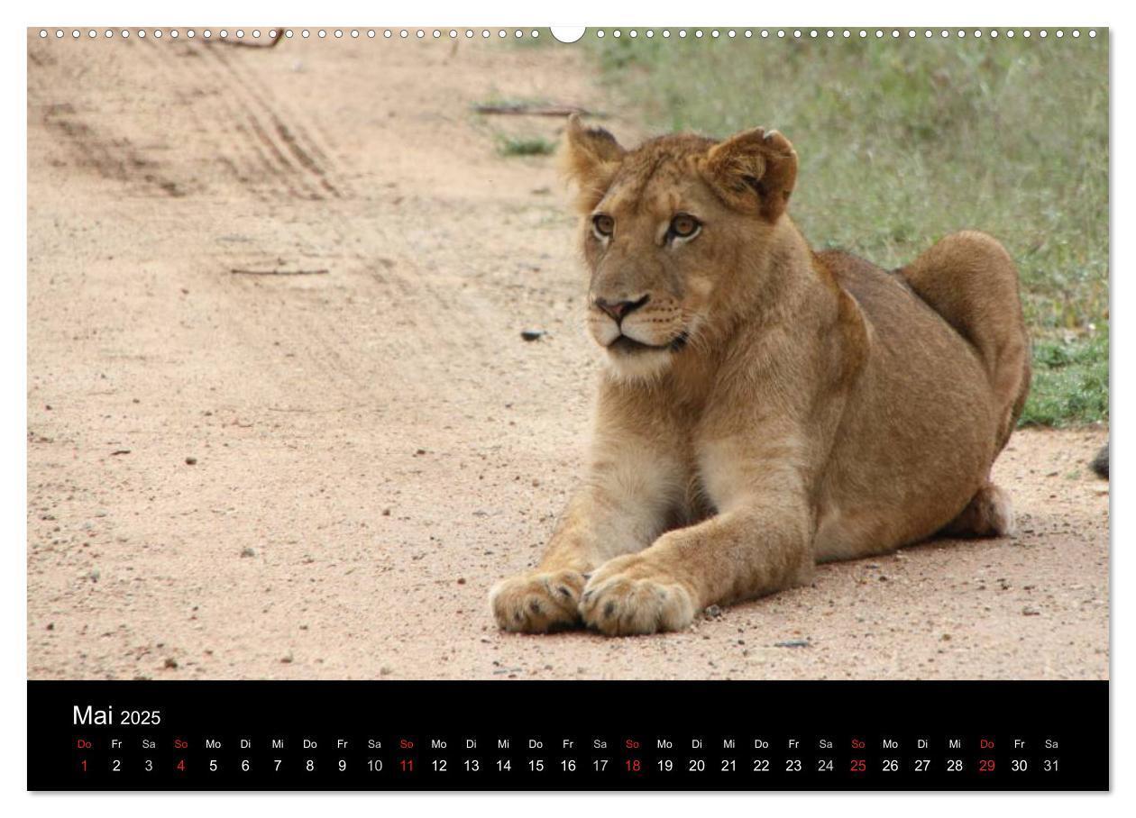 Bild: 9783435837397 | Löwen - Könige der Tiere (Wandkalender 2025 DIN A2 quer), CALVENDO...