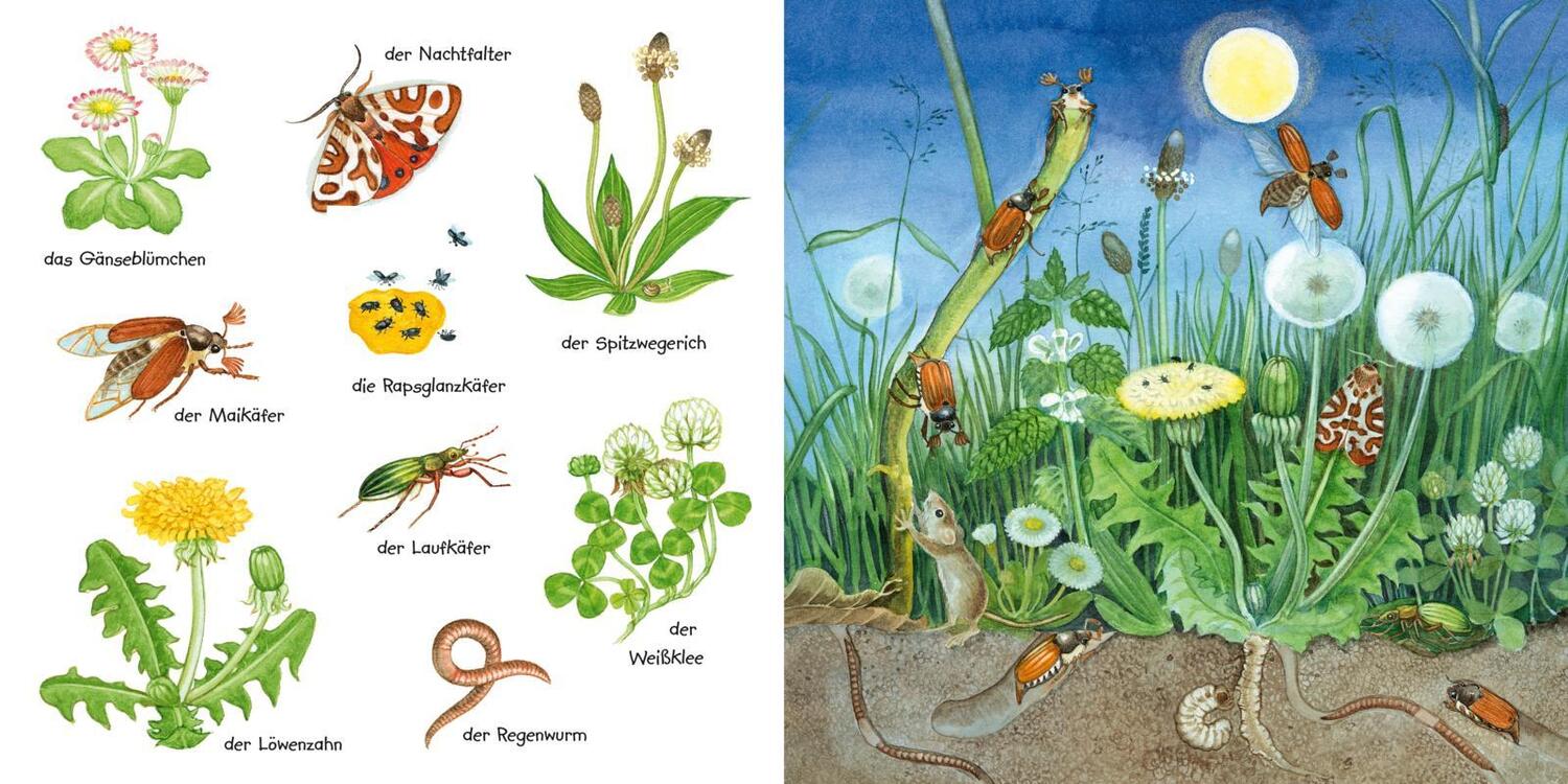 Bild: 9783551173249 | Mein kleines buntes Bildwörterbuch: Krabbeltiere und Blümchen | Henkel