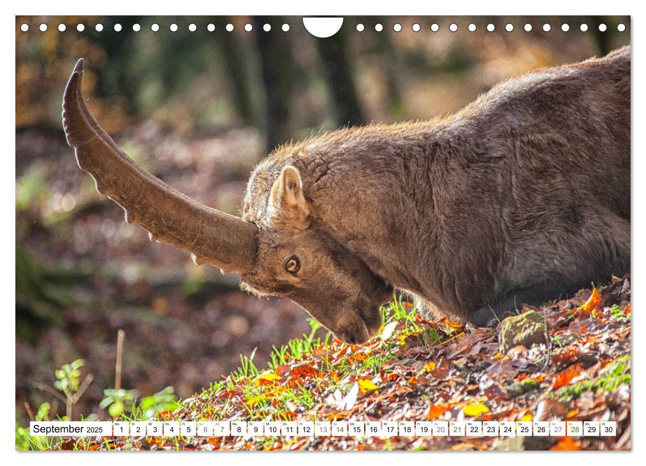 Bild: 9783435331116 | Steinböcke - imposante Tiere (Wandkalender 2025 DIN A4 quer),...