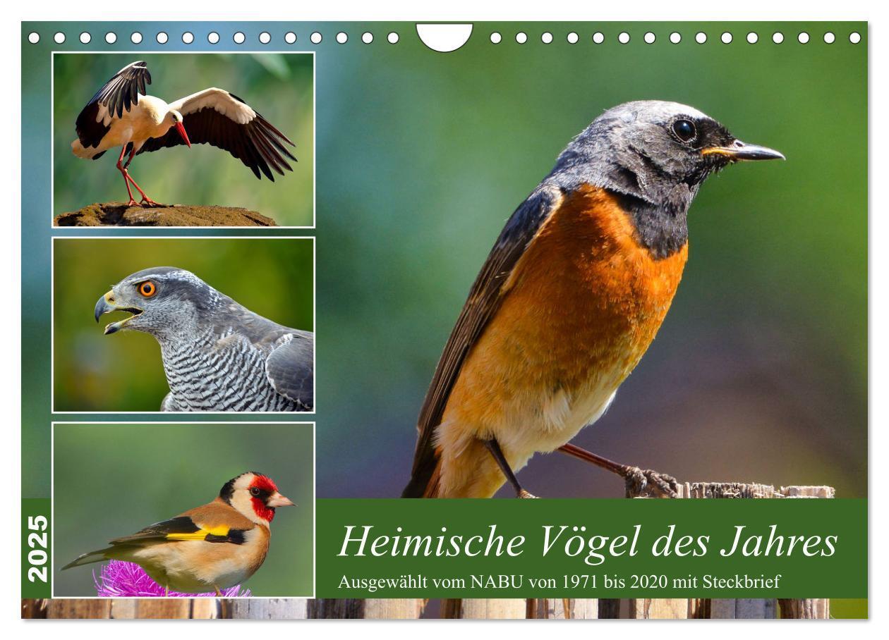 Cover: 9783383861482 | Heimische Vögel des Jahres (Wandkalender 2025 DIN A4 quer),...