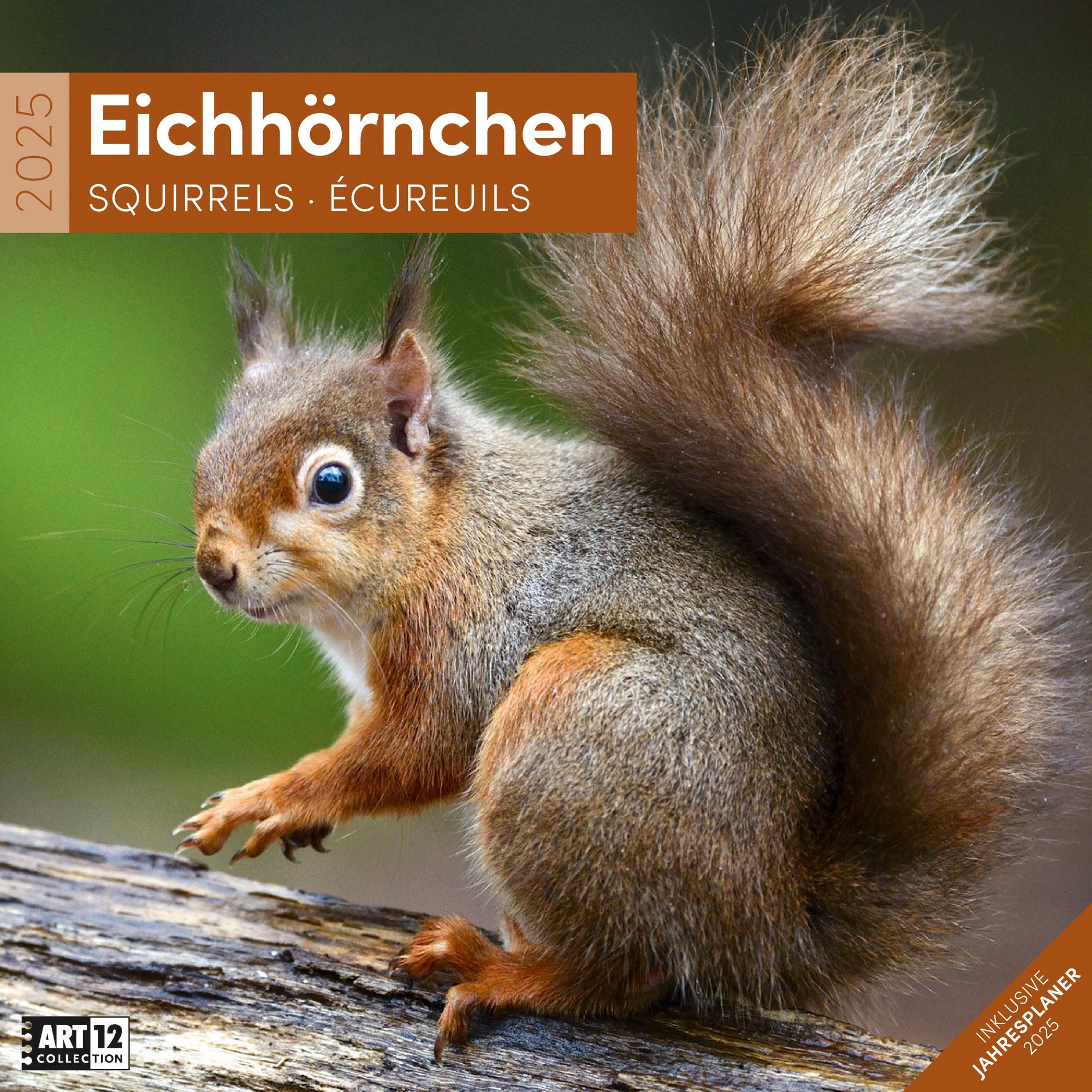 Cover: 9783838445311 | Eichhörnchen Kalender 2025 | Ackermann Kunstverlag | Kalender | 28 S.