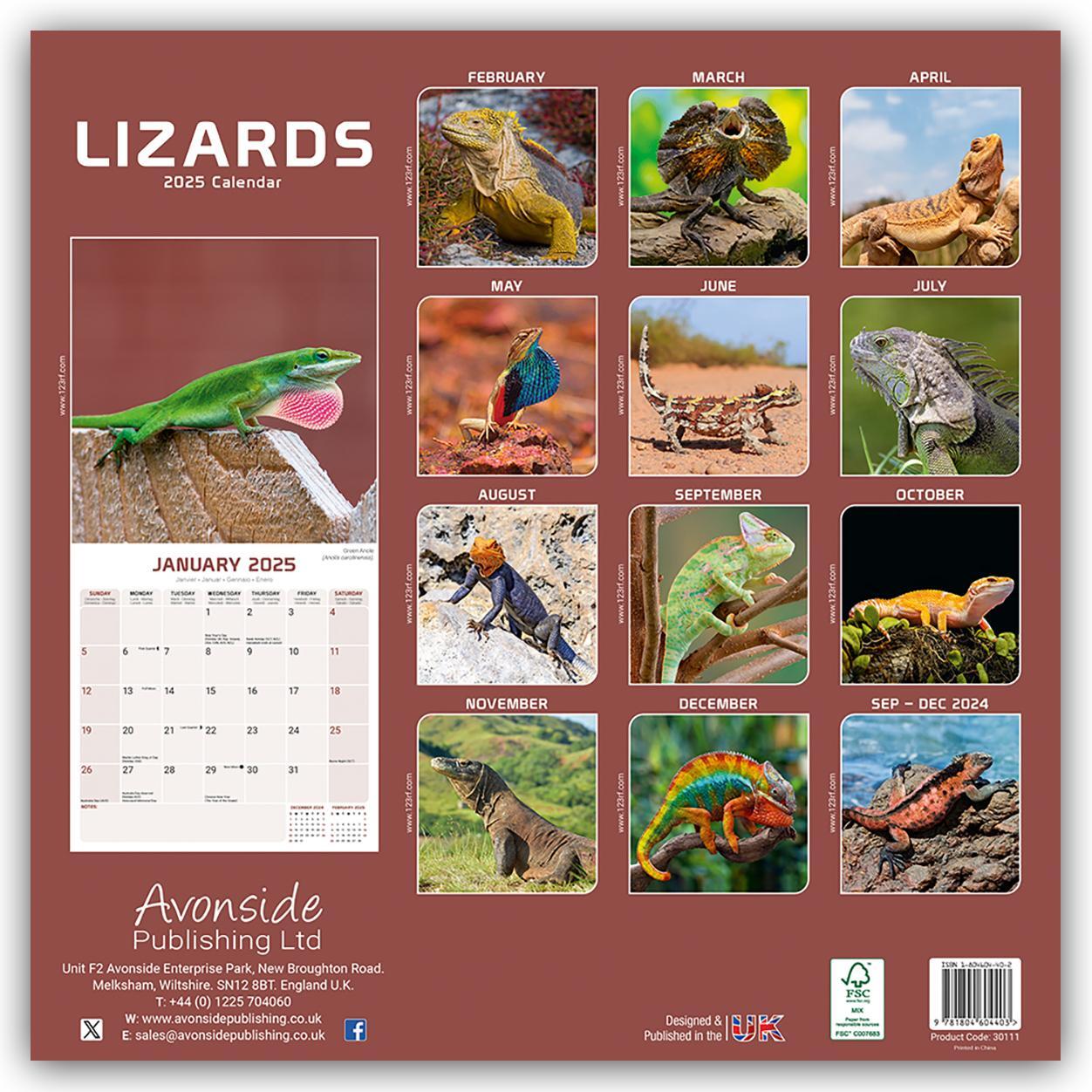 Rückseite: 9781804604403 | Lizards - Eidechsen 2025 - 16-Monatskalender | Avonside Publishing Ltd