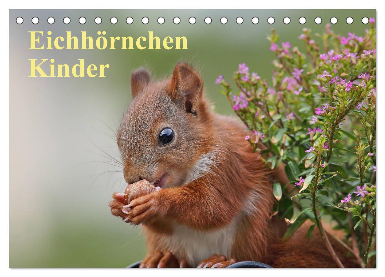 Cover: 9783435545780 | Eichhörnchen Kinder (Tischkalender 2025 DIN A5 quer), CALVENDO...