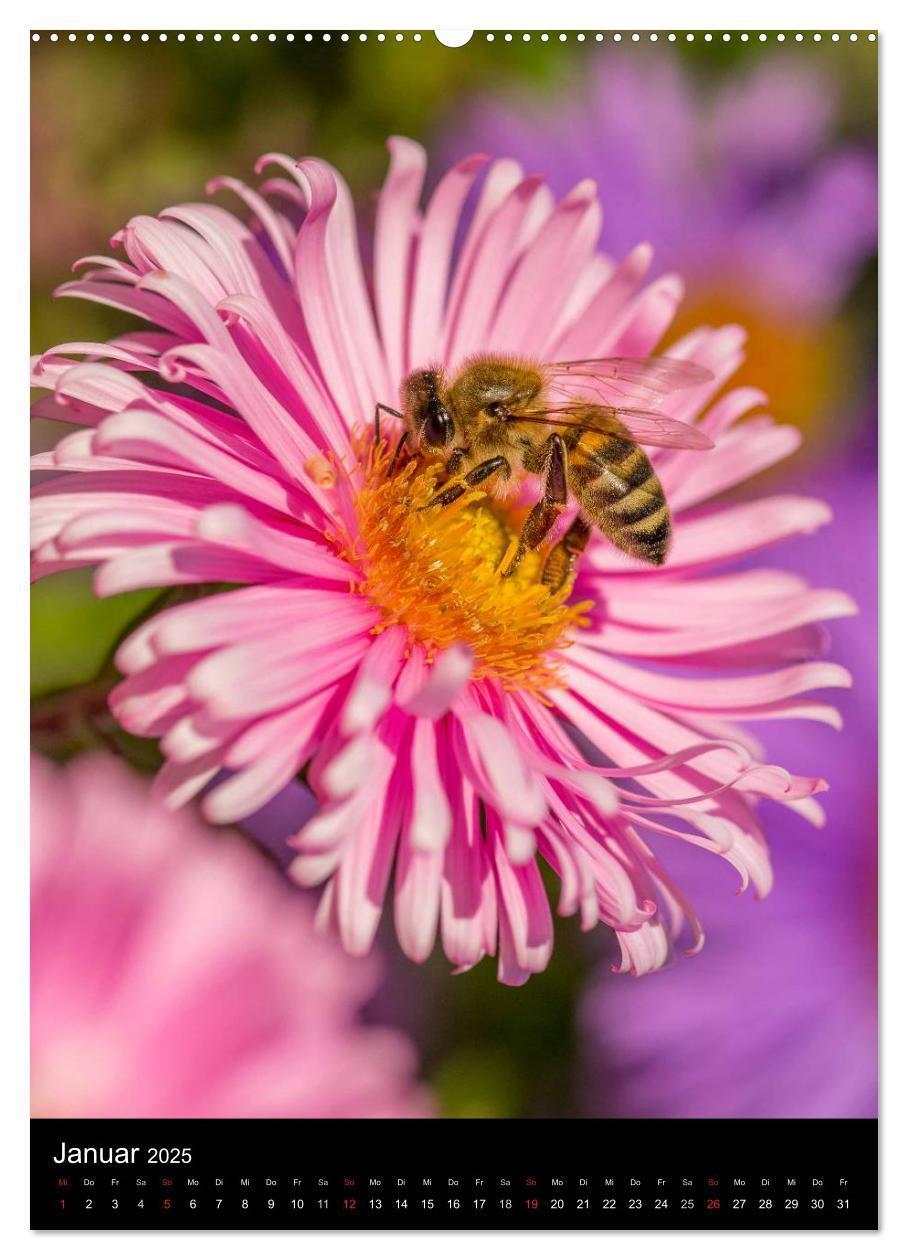 Bild: 9783457052204 | Bienenkalender (Wandkalender 2025 DIN A2 hoch), CALVENDO...