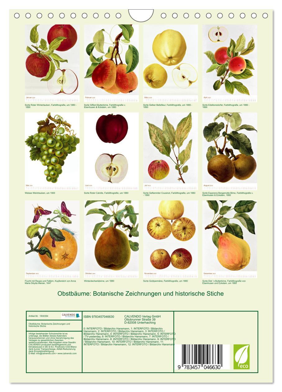 Bild: 9783457046630 | Obstbäume: Botanische Zeichnungen und historische Stiche...