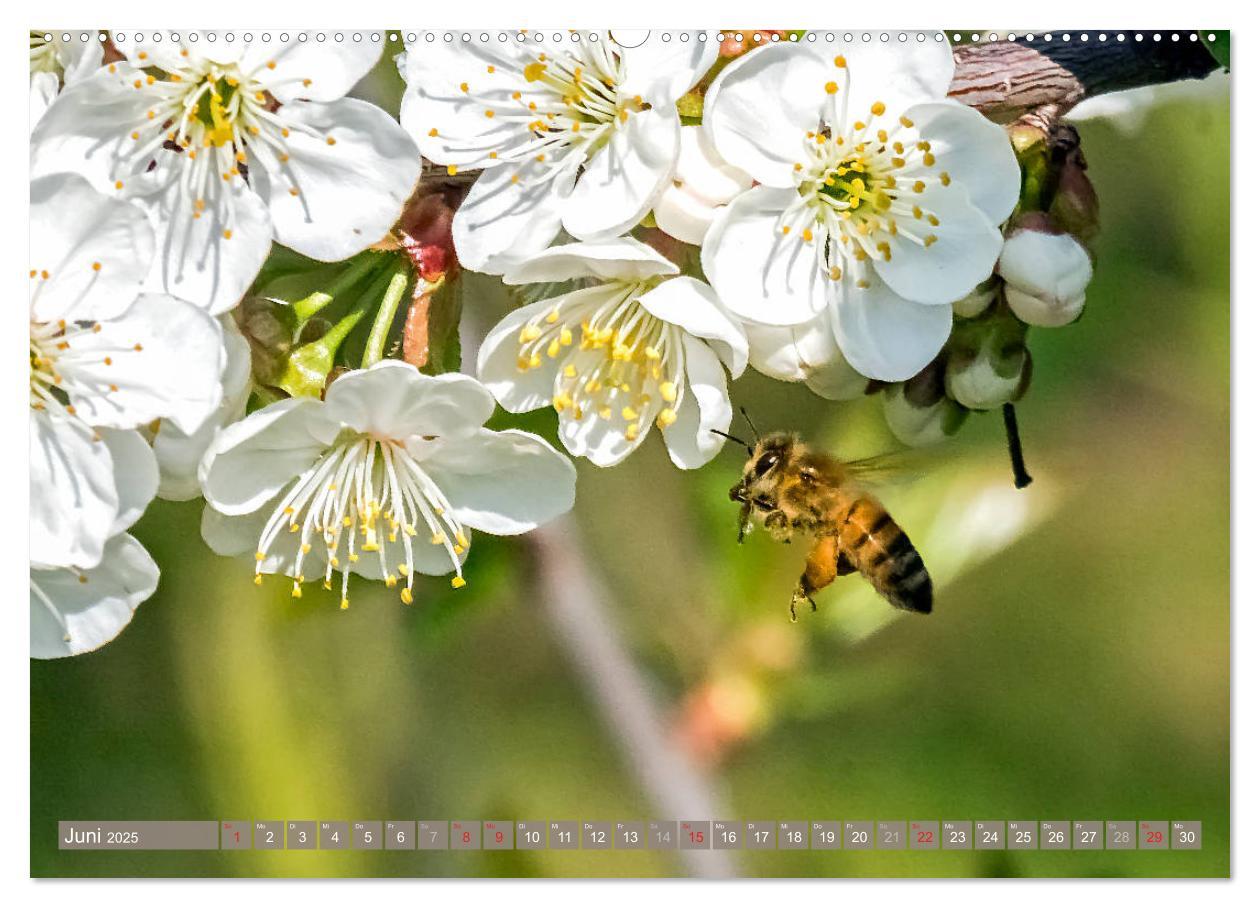 Bild: 9783435241569 | BIENEN - Kleine Nützlinge ganz groß (Wandkalender 2025 DIN A2...