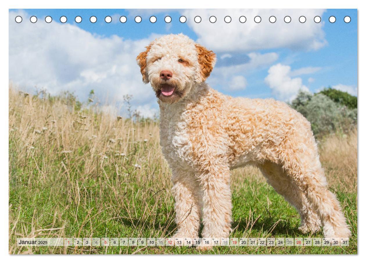 Bild: 9783435311484 | Lagotto Romagnolo - Ein Hund zum Verlieben (Tischkalender 2025 DIN...