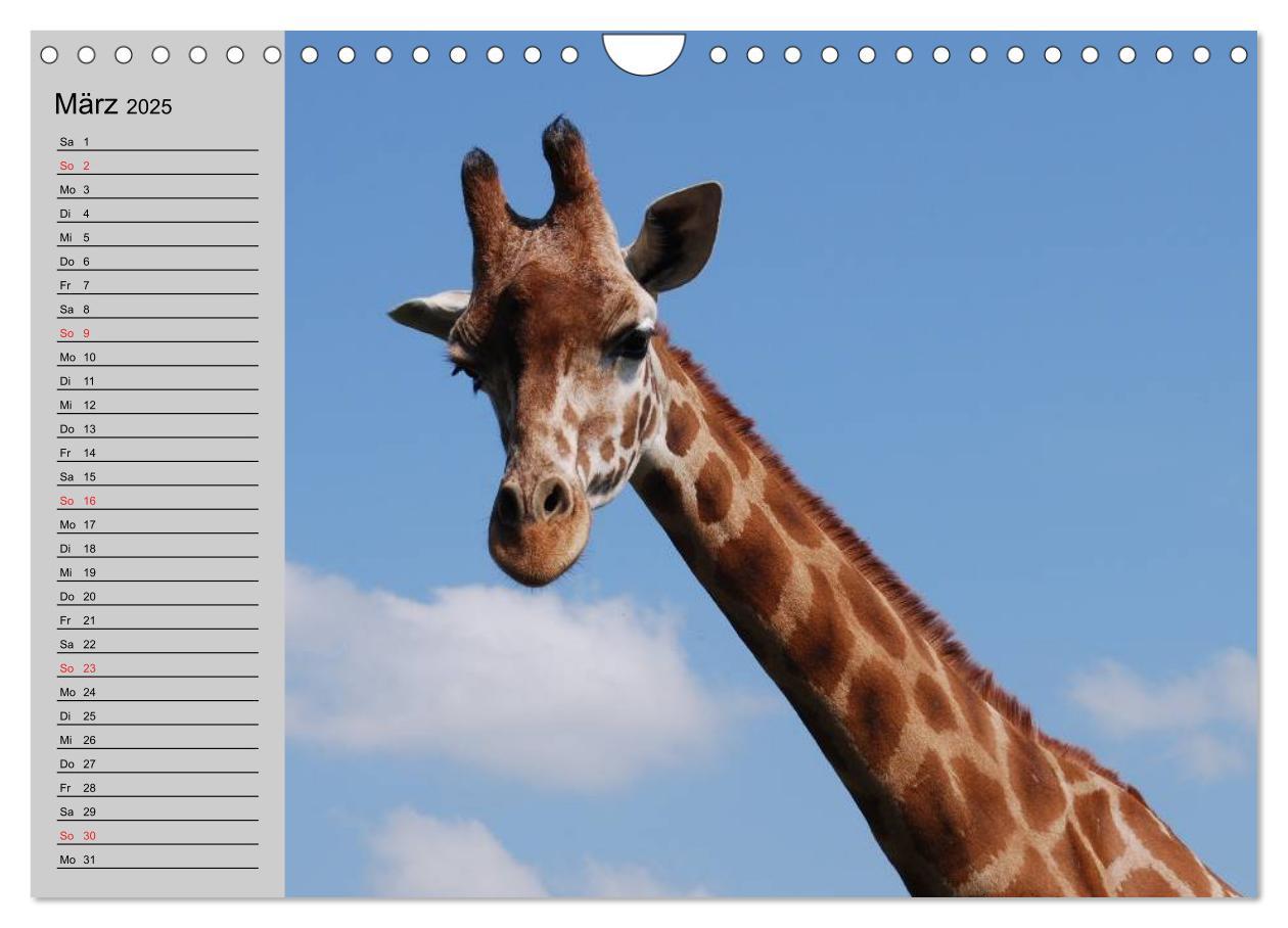 Bild: 9783435535330 | Giraffen. Dem Himmel so nah (Wandkalender 2025 DIN A4 quer),...