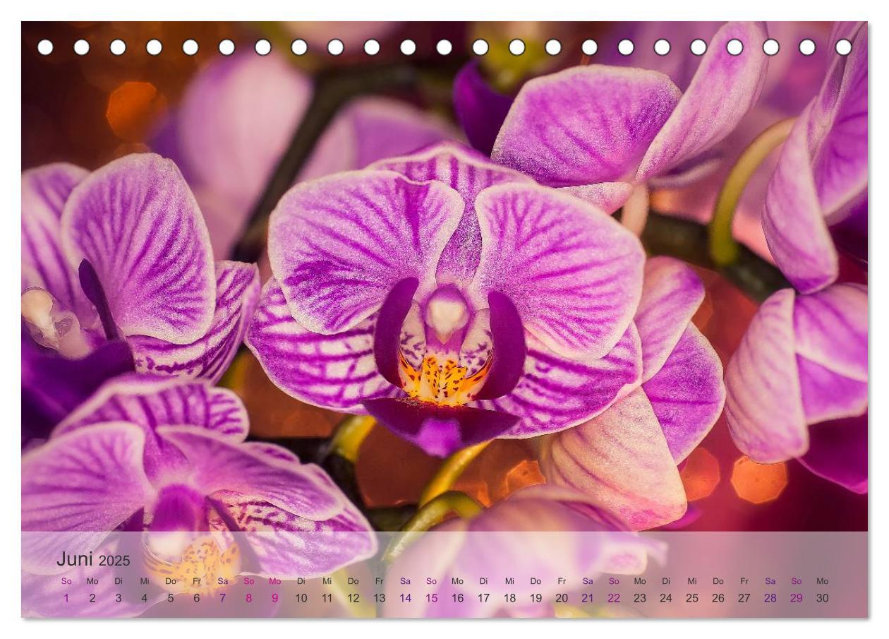 Bild: 9783435688425 | Phalaenopsis - die zauberhafte Welt der Orchideen (Tischkalender...