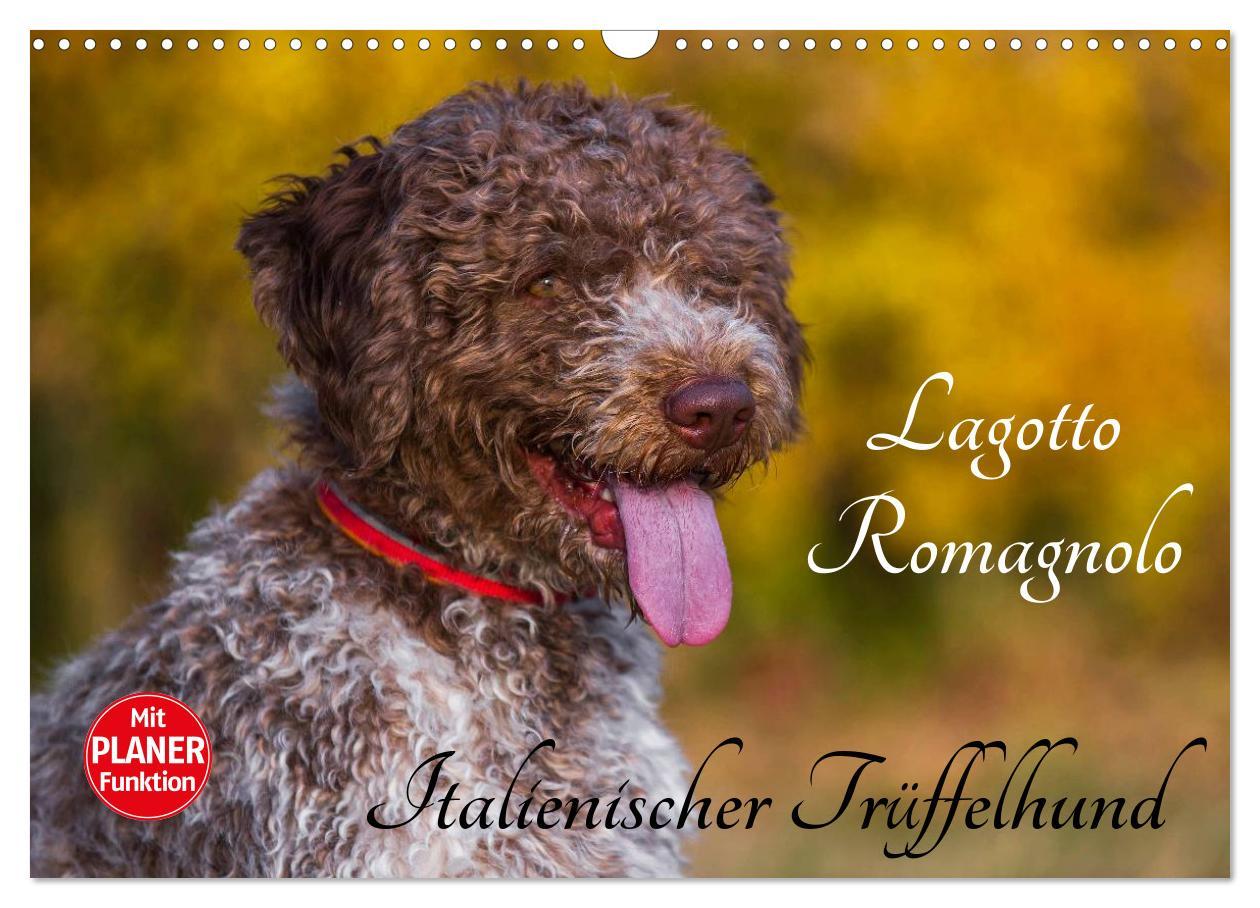 Cover: 9783435544912 | Lagotto Romagnolo - Italienischer Trüffelhund (Wandkalender 2025...