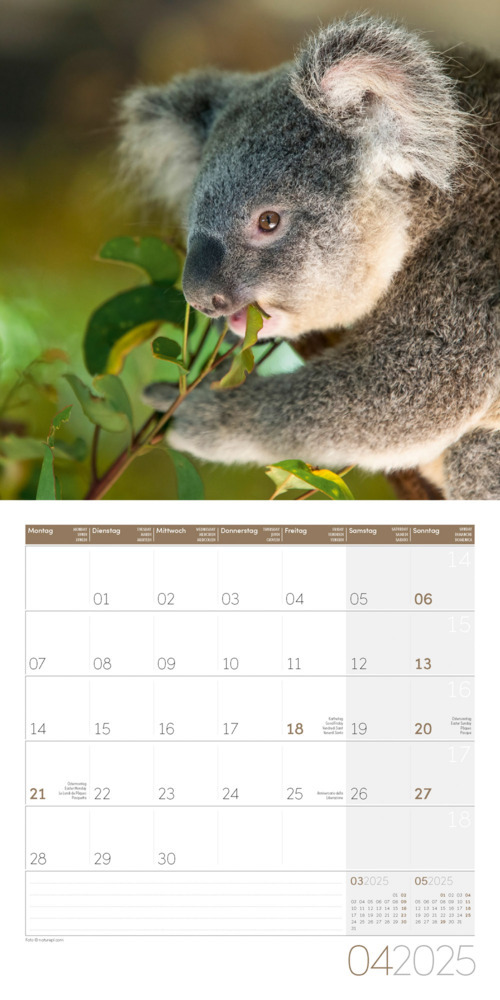 Bild: 9783838445229 | Koalas Kalender 2025 - 30x30 | Ackermann Kunstverlag | Kalender | 2025