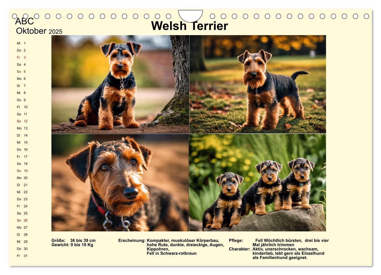 Bild: 9783435347896 | Terrier-Rassen im Portrait (Wandkalender 2025 DIN A4 quer),...