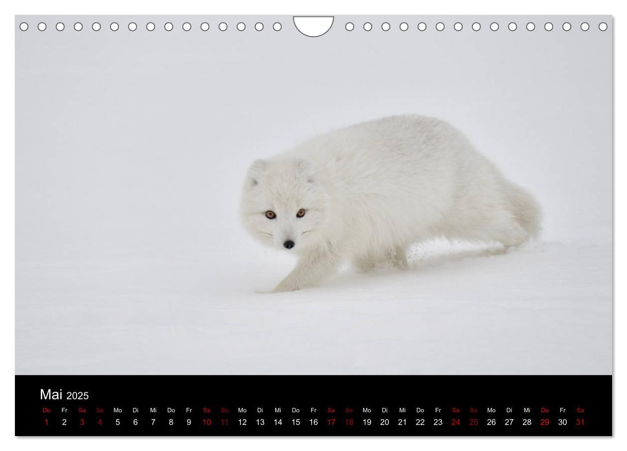 Bild: 9783435441167 | Polarfuchsstudien Wildlife (Wandkalender 2025 DIN A4 quer),...